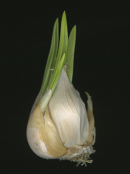 garlic-scan-4